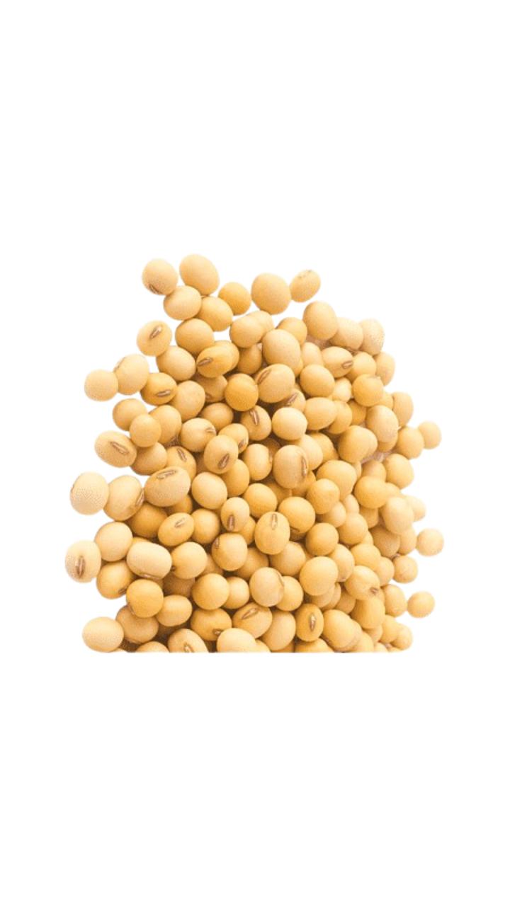 فول الصويا ( soybean )
