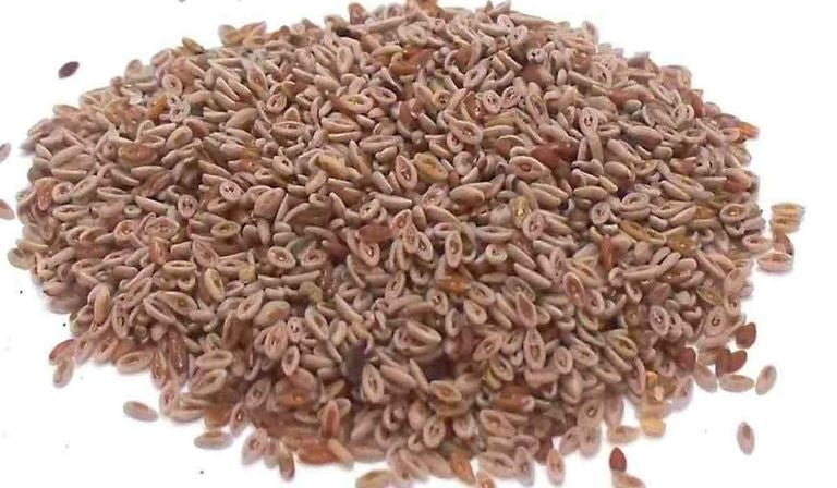 بذور القاطونة ( Psyllium seeds )